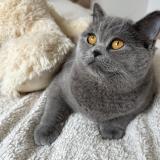 Photo de chat perdu à Montreuil