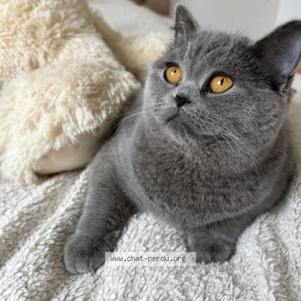 Photo 1/1 Bella Chat perdu à Montreuil