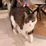 Photo de chat perdu à Rives Du Loir En Anjou Soucell