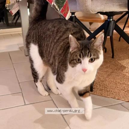 Photo 1/1 Bouchon Chat perdu à Rives du loir en anjou soucell