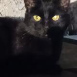 Photo de chat trouvé à Villeurbanne