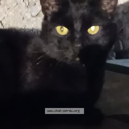 Photo 1/1 Chat trouvé Trouvé à Villeurbanne