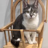 Photo de chat perdu à Echirolles