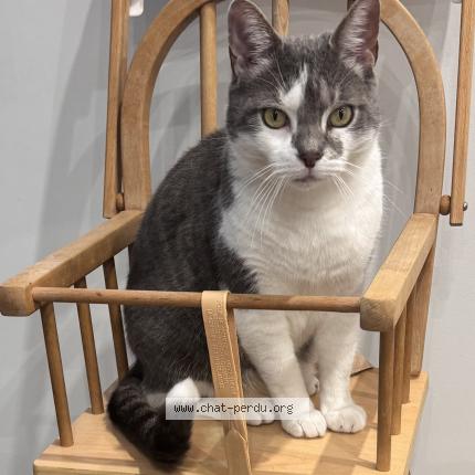 Photo 1/1 Sushi Chat perdu à Echirolles