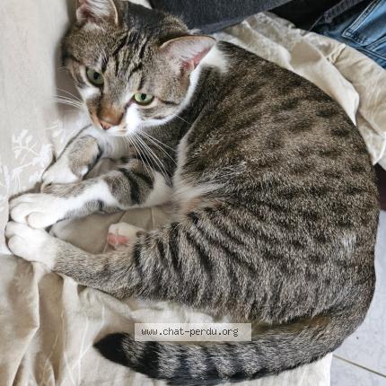 Photo 1/1 Sylvie Ln Chat perdu à Bernes sur oise