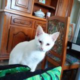 Photo de chat perdu à Amiens