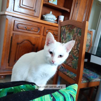 Photo 1/1 Neige Chat perdu à Amiens