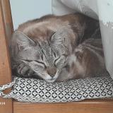 Photo de chat perdu à Le Plessis Grammoire