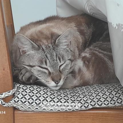 Photo 1/1 Vandamme Chat perdu à Le plessis grammoire