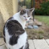 Photo de chat perdu à Baie Mahault