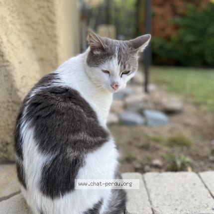 Photo 1/1 Stitch Chat perdu à Baie mahault