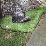 Photo de chat trouvé à 44100 Nantes