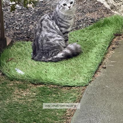 Photo 1/1 Chat trouvé Trouvé à 44100 nantes