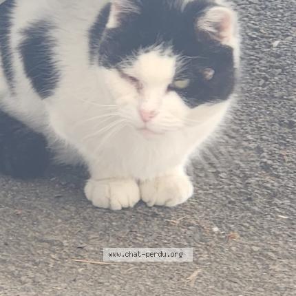Photo 1/1 Chat trouvé Trouvé à Heumont