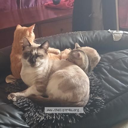 Photo 1/1 Tupac Chat perdu à Montauban