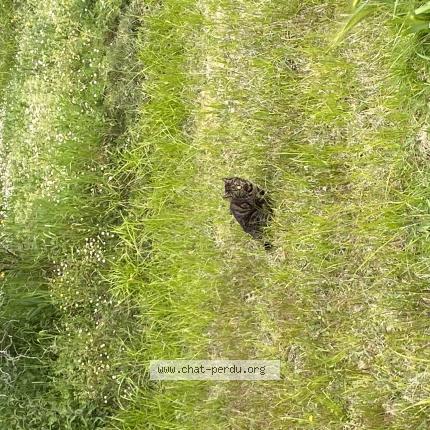 Photo 1/1 Chat trouvé Trouvé à Begles