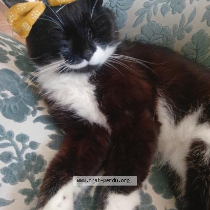 Photo 1/1 Yoko Chat perdu à Livarot