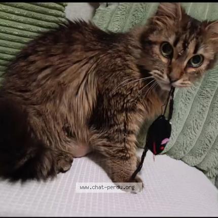 Photo 1/1 Louna Chat perdu à Nice