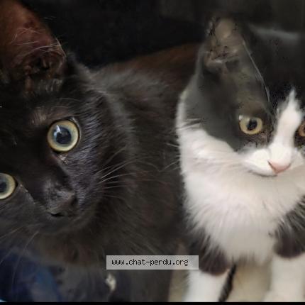 Photo 1/1 LolaETLouis Chat perdu à Tourcoing