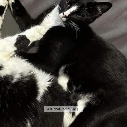 Photo 1/1 Minou Chat perdu à Saint jeoire