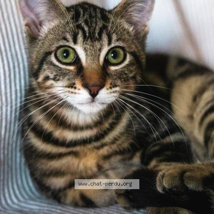 Photo 1/1 Moko Chat perdu à Couzeix