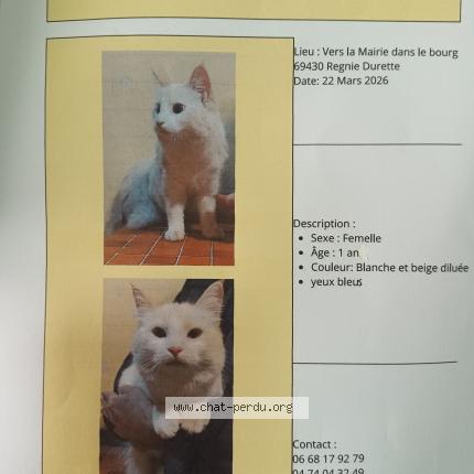 Photo 1/1 Chat trouvé Trouvé à Regnie durette