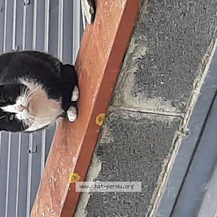 Photo 1/1 Chat trouvé Trouvé à Fretin