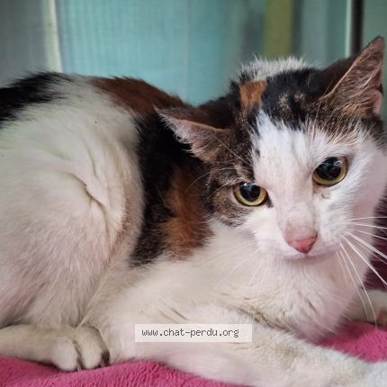 Photo 1/4 Chat trouvé Trouvé à Villebon sur yvette