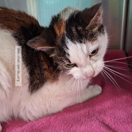 Photo 3/4 Chat trouvé Trouvé à Villebon sur yvette