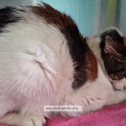 Photo 4/4 Chat trouvé Trouvé à Villebon sur yvette