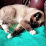 Photo de chat perdu à Pipriac