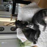 Photo de chat perdu à Guingamp