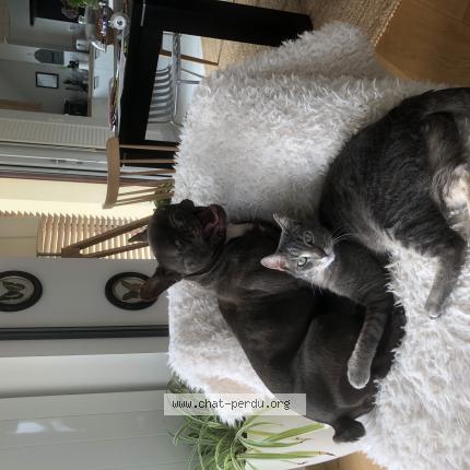 Photo 1/1 Taman Chat perdu à Guingamp