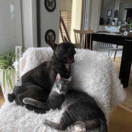 Photo 1/1 Taman Chat perdu à Guingamp