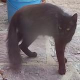 Photo de chat trouvé à Bezons