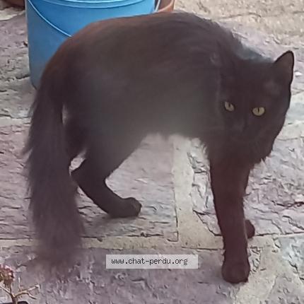 Photo 1/1 Chat trouvé Trouvé à Bezons