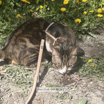 Photo 1/1 Arsouil Chat perdu à Perrier