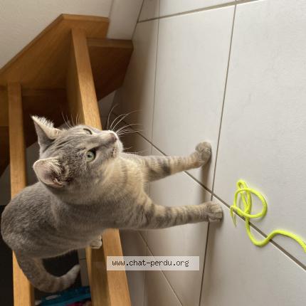 Photo 1/1 Taman Chat perdu à Guingamp