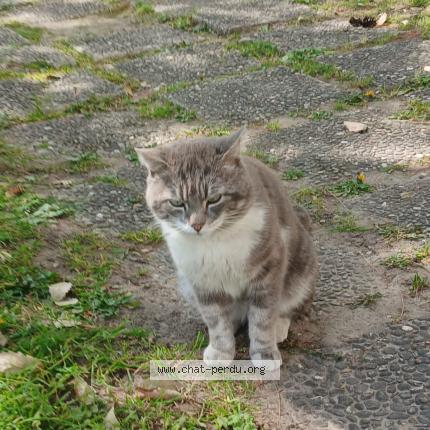 Photo 1/1 Chat trouvé Trouvé à Lyon