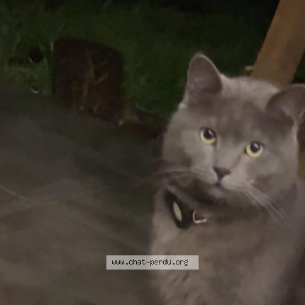 Photo 1/1 Ramadi Chat perdu à Saint clar de riviere
