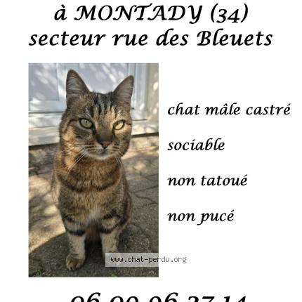 Photo 1/1 Chat trouvé Trouvé à Montady
