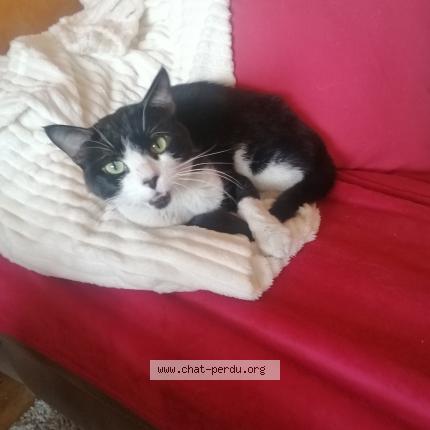 Photo 1/1 Chat trouvé Trouvé à Boissy saint leger