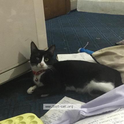 Photo 1/1 Saaima Shaukat Chat perdu à Islamabad