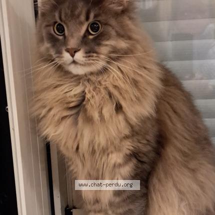 Photo 1/1 Willow Chat perdu à Loiron ruille