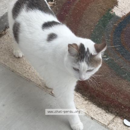 Photo 1/1 FELIA Chat perdu à Pont du chateau