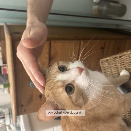 Photo 1/1 Nala Chat perdu à Pau