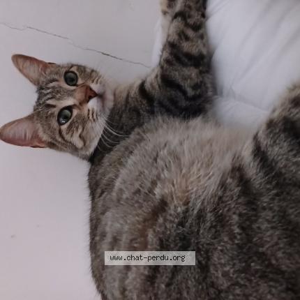 Photo 1/1 Chat trouvé Trouvé à Nerac