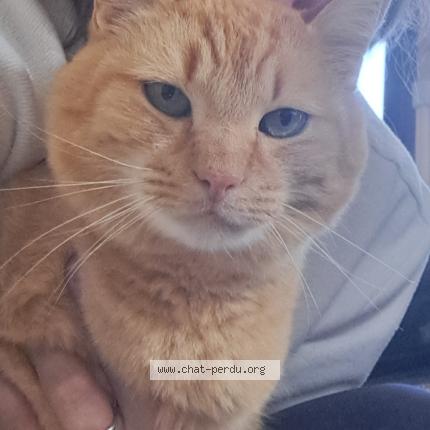 Photo 1/1 Scrat Chat perdu à Thury harcourt le hom