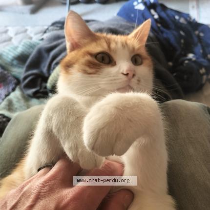 Photo 1/1 Furie Chat perdu à Le mans