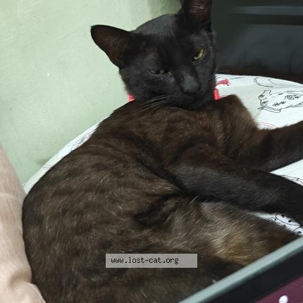 Photo 1/1 Kiki Chat perdu à Lucknow